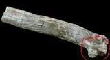 Edaphosaurus Spine (Vertebrae Process) Section - Texas #67817-2
